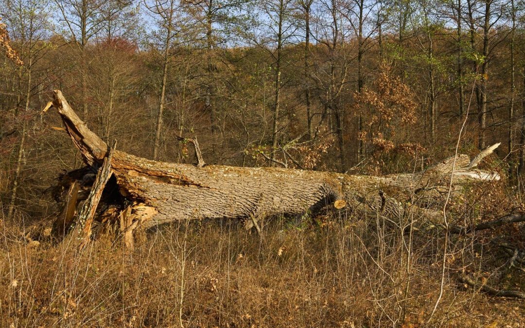Tree Fallen From Storm Damage