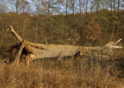 Tree Fallen From Storm Damage