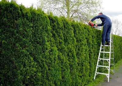 Arborvitae Topping