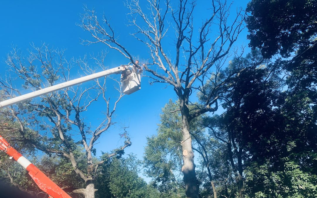 Tree Removal